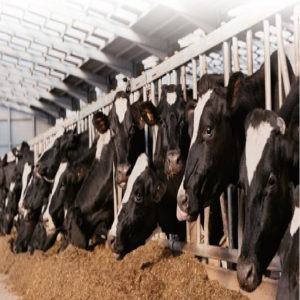 Ensemble de méthodes LC-MS/MS pour les médicaments vétérinaires Ver. 2