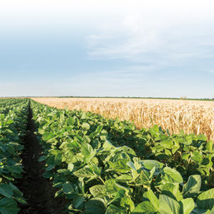 Base de données Smart Pesticides